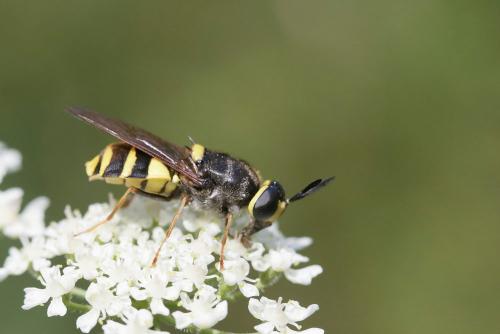 Stratiomys potamida
